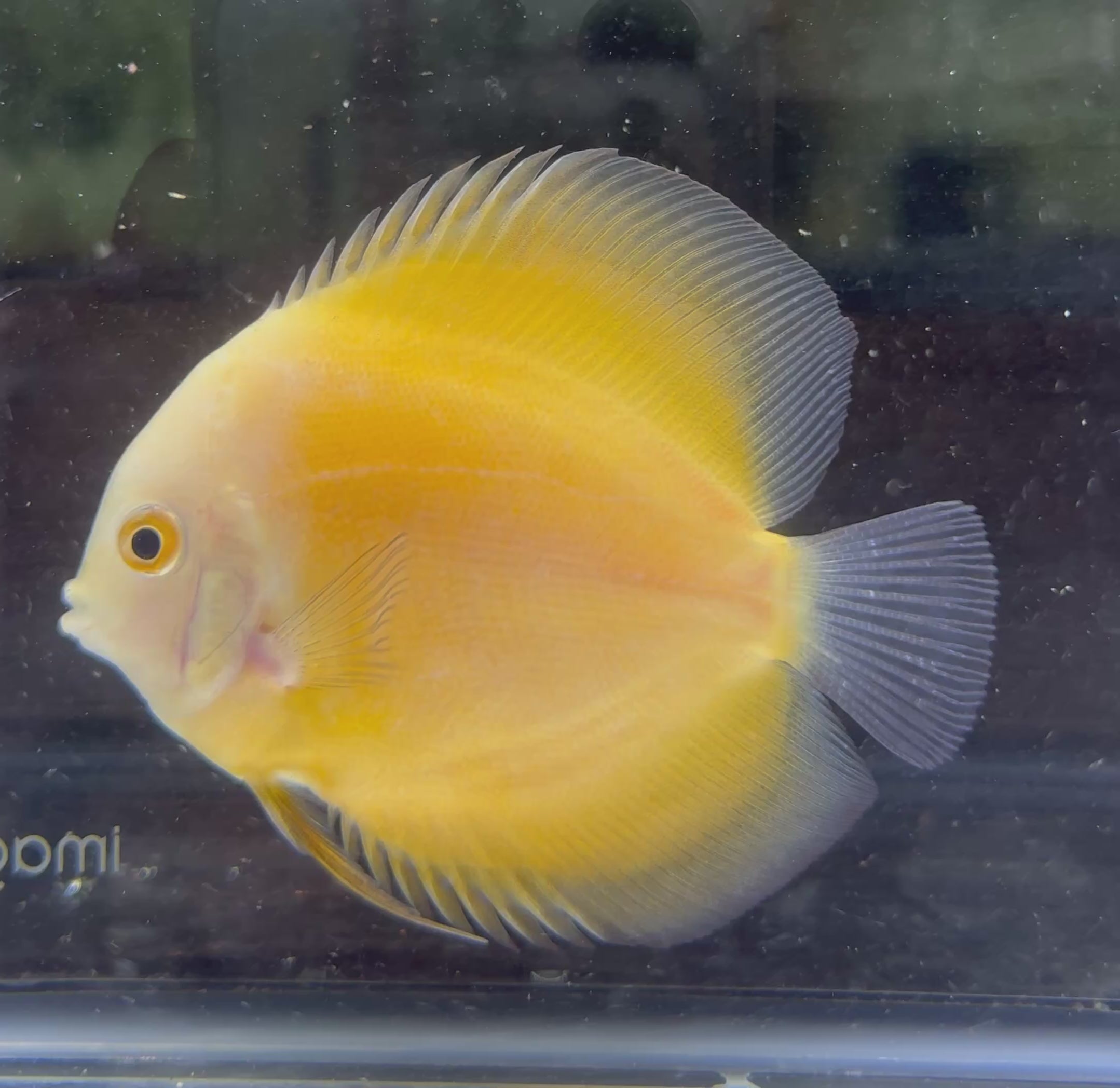 Yellow Melon Discus