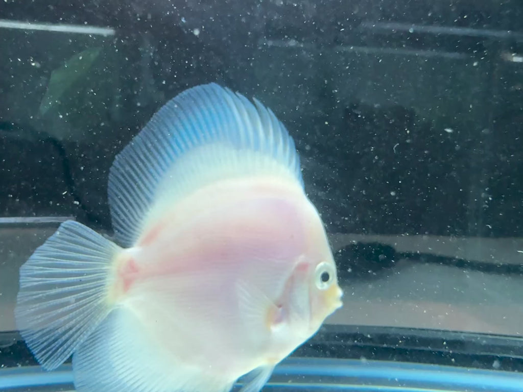 Snow White Discus Fish