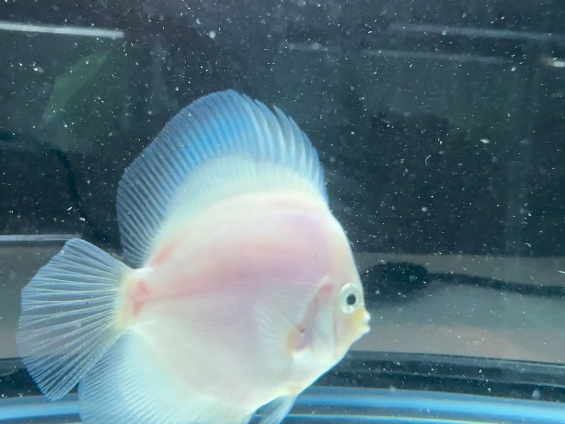 Snow White Discus Fish