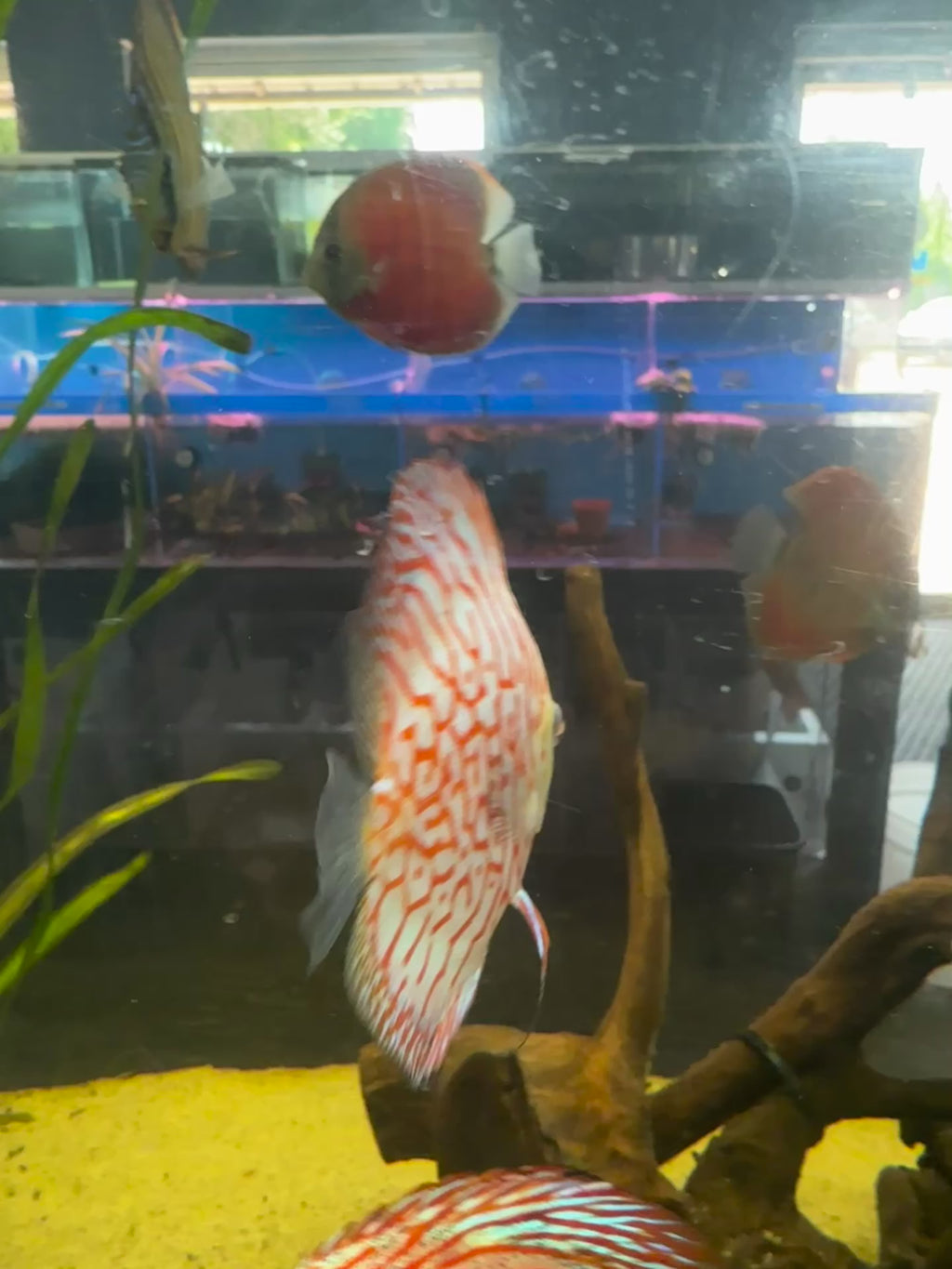 Checkerboard Pigeon Discus