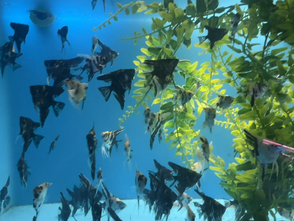 Mix of 10 Tri Color Marble Small Angelfish