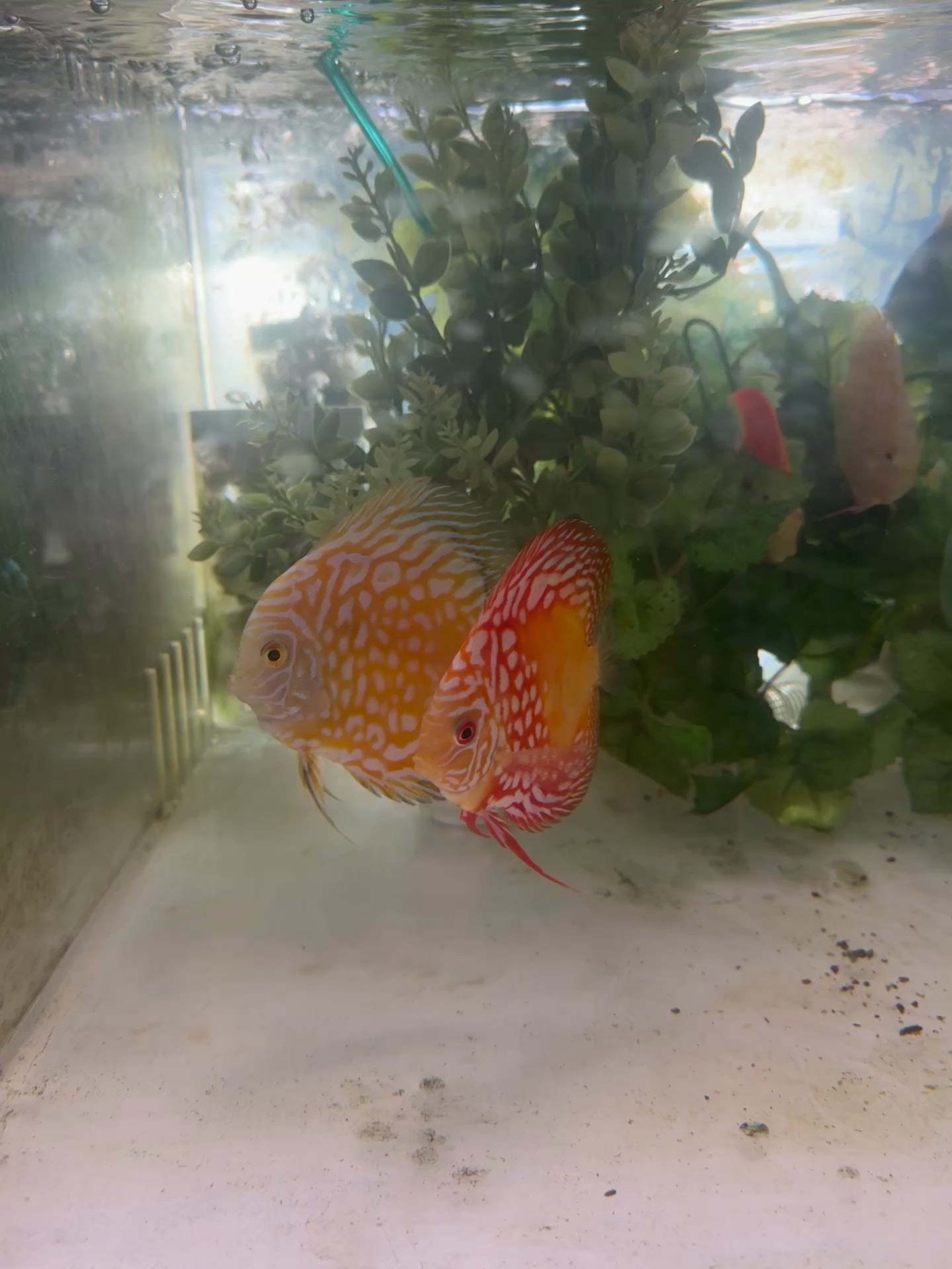 White Butterfly Discus