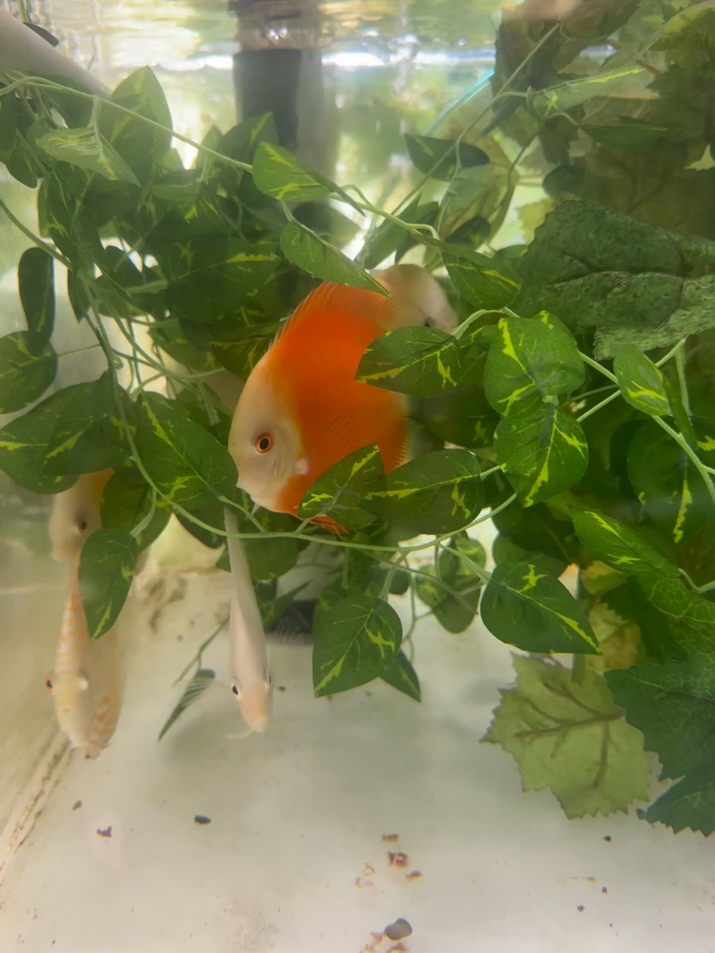 Orange Melon Discus