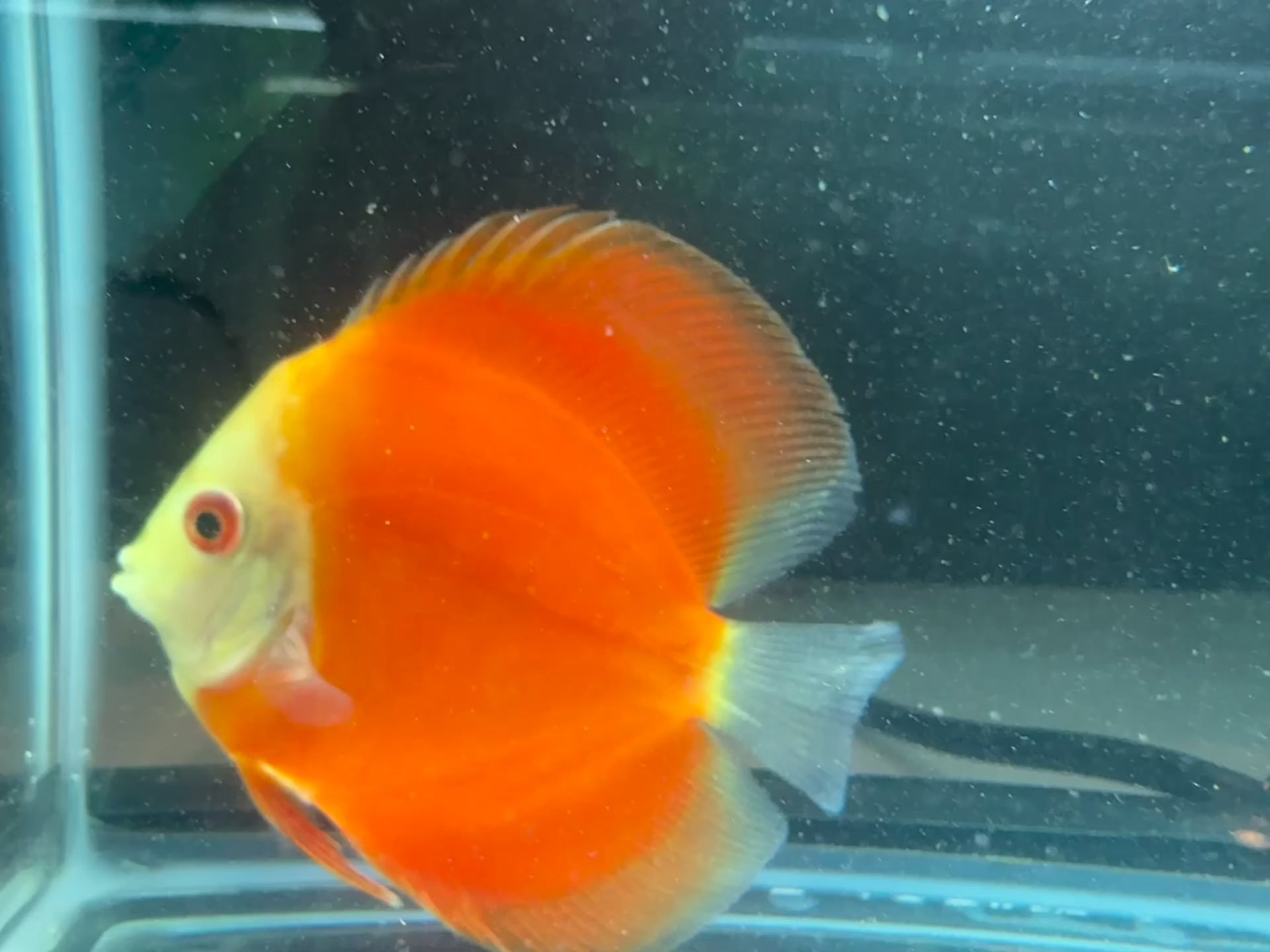 Orange Melon Discus
