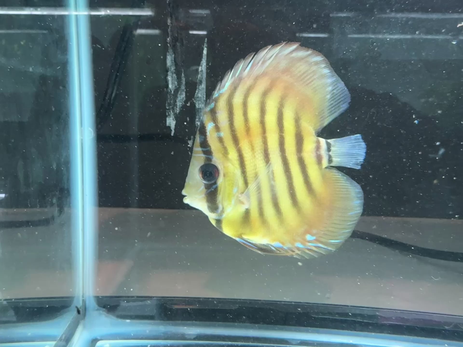 High body wild browns