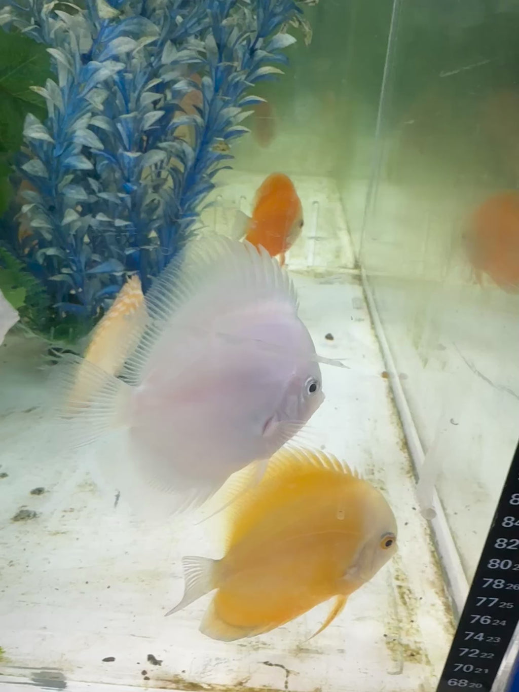 Snow White Discus Fish