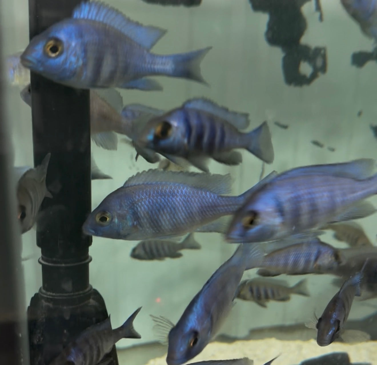 F2 Star Sapphire (Placidochromis sp.) “Phenochilus Tanzania”