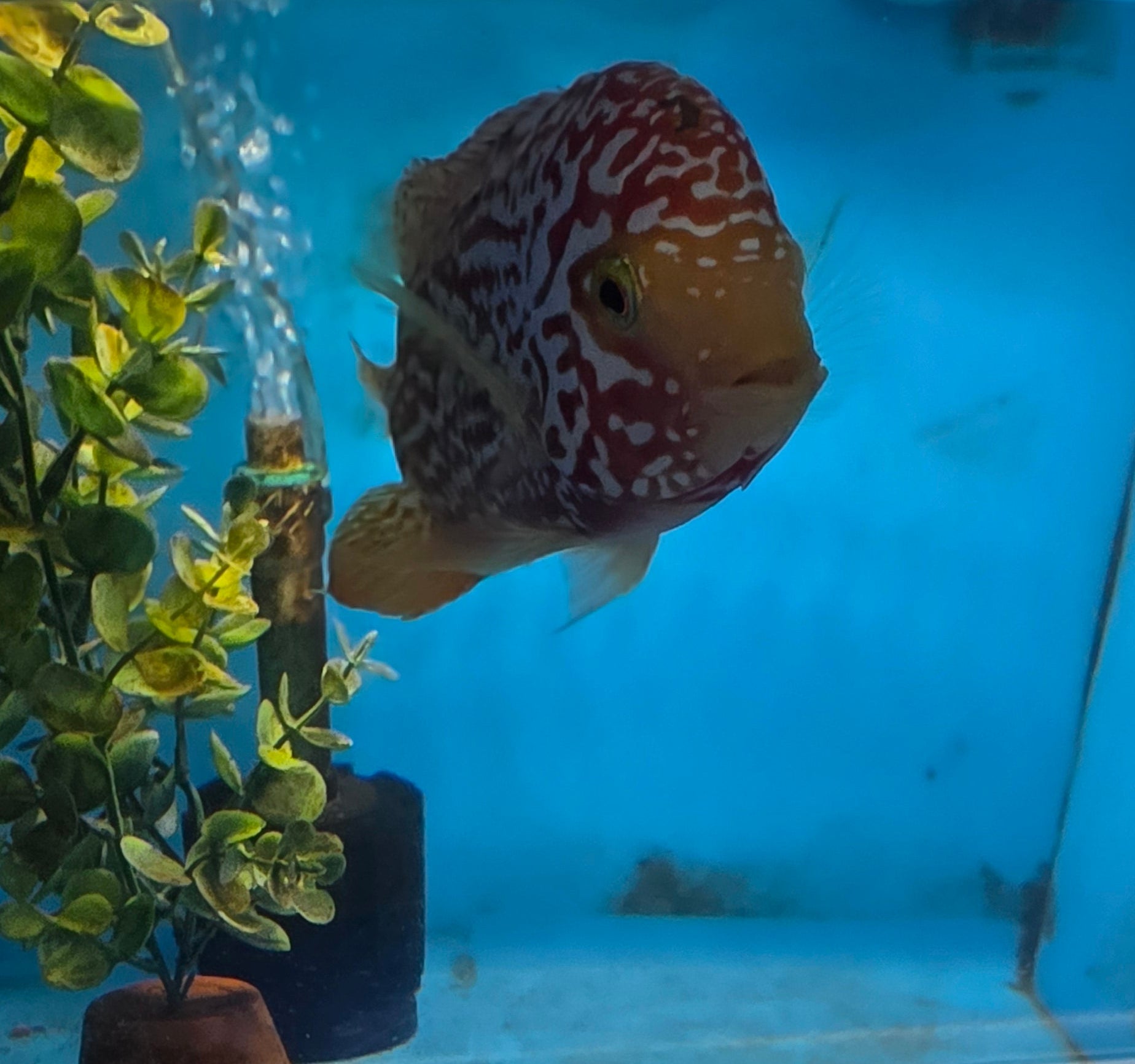 Zhen Zhu Full Pearl Flowerhorn