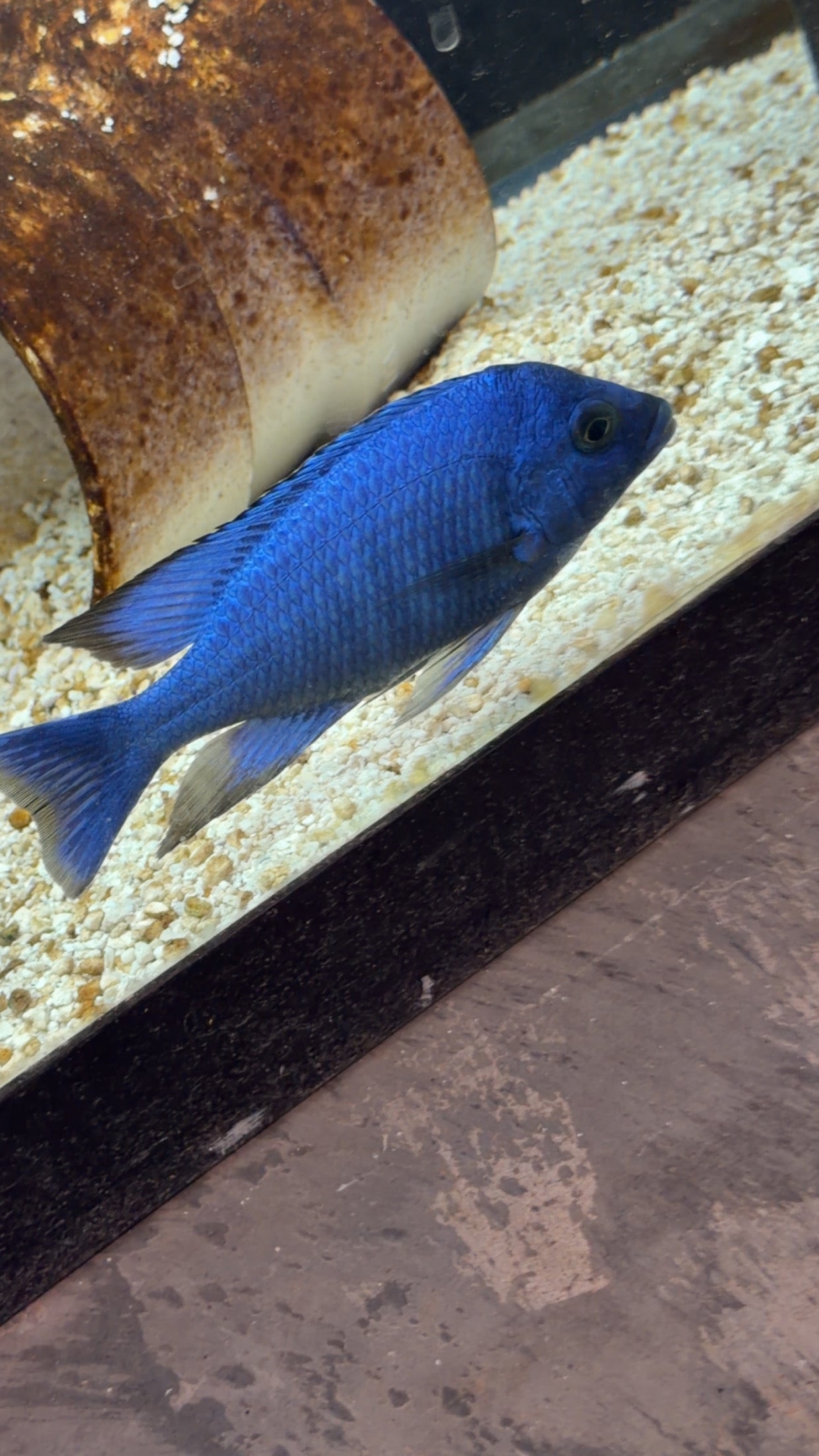 F2 Star Sapphire (Placidochromis sp.) “Phenochilus Tanzania”