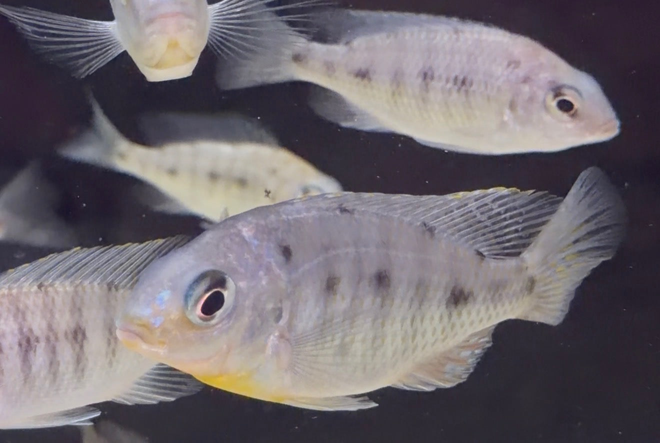 F2 Pombo Rock Yellowchin (Protomelas Taenilatus) “Pombo Reef”