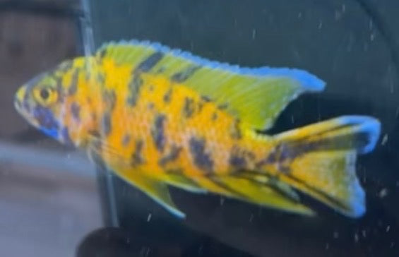 O.B Lwanda (Aulonocara)