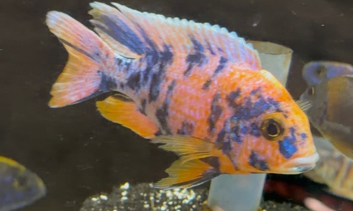 Wuddy O.B (Peacock)