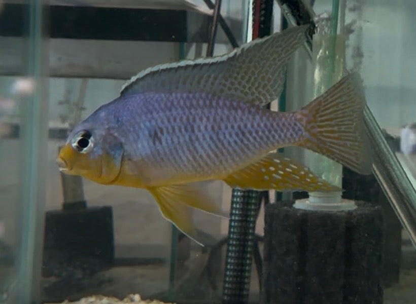 F2 Pombo Rock Yellowchin (Protomelas Taenilatus) “Pombo Reef”