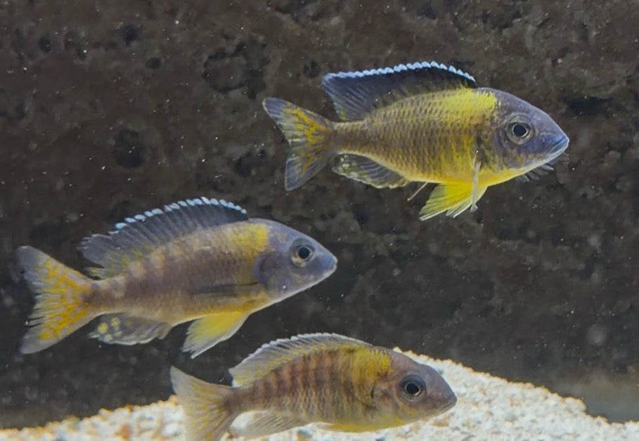 Blue Neón ( Aulonoacara Stuartgranti) “ Chiwindi”