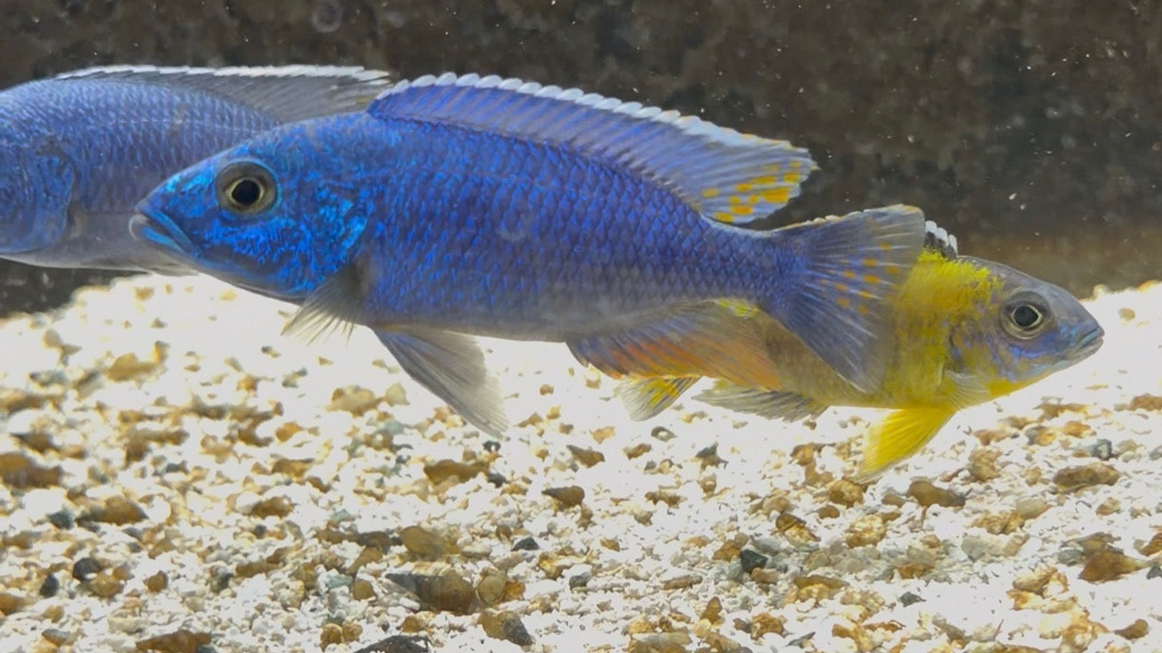 F2 Electric Blue Fryeri (Sciaenochromis Fryeri)