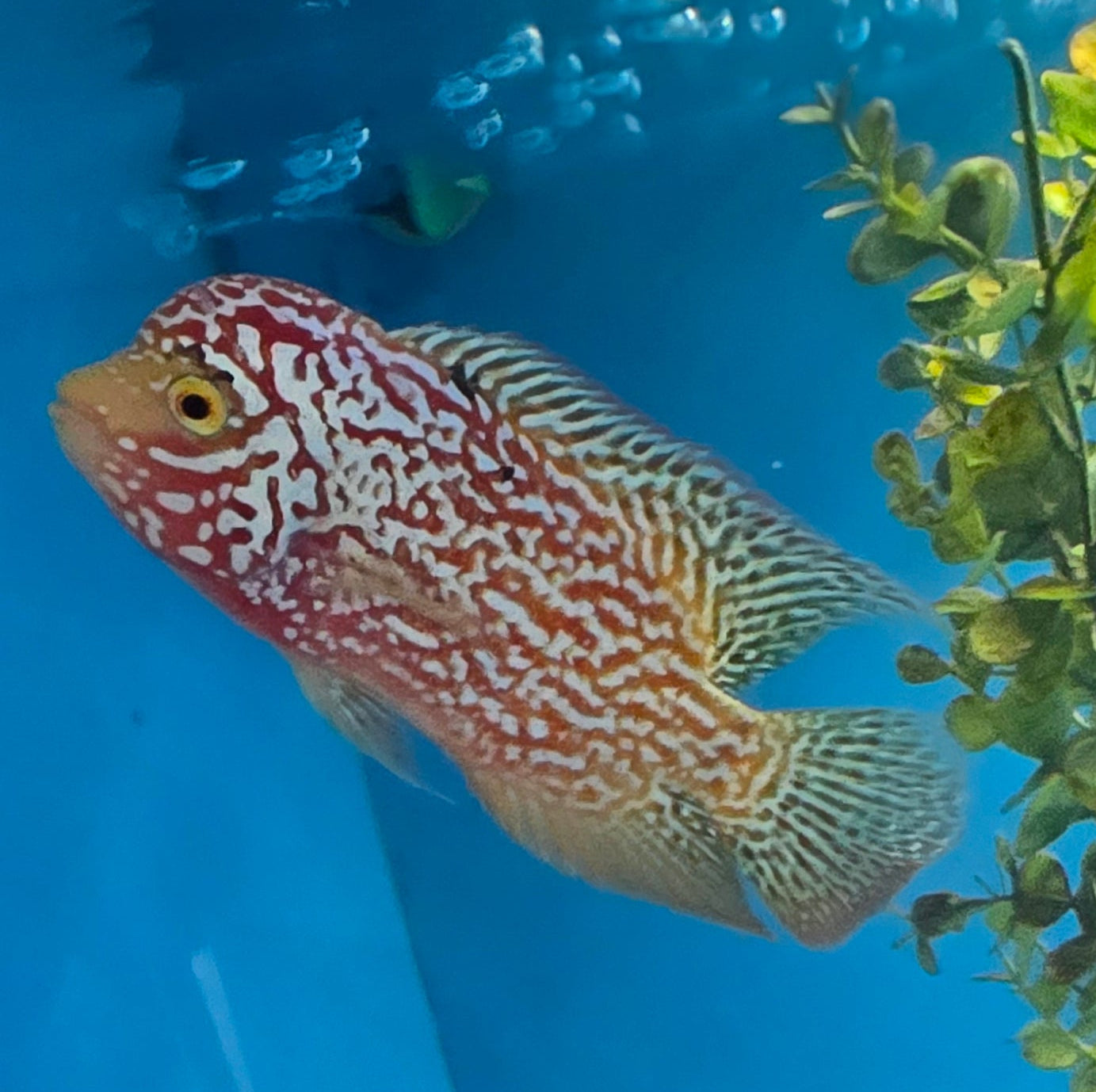 Zhen Zhu Full Pearl Flowerhorn