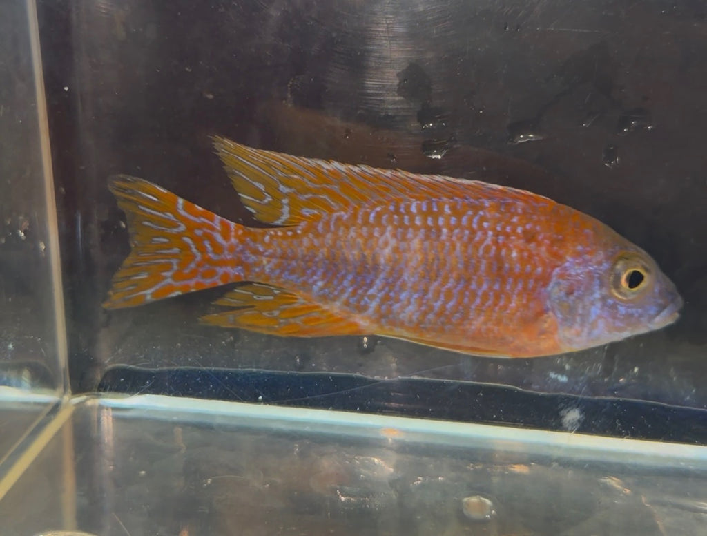 Thai Lace (Aulonocara)