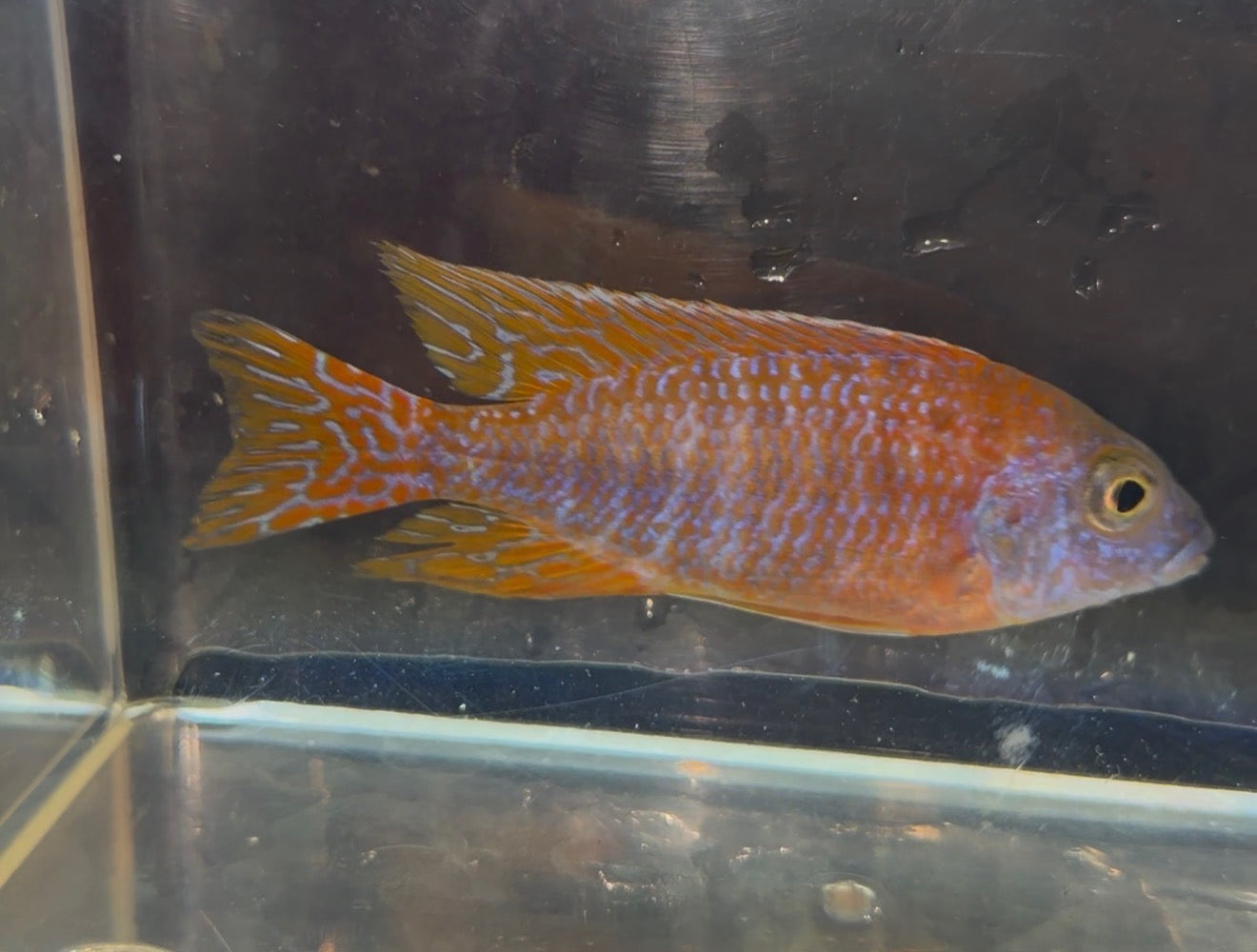 Thai Lace (Aulonocara)