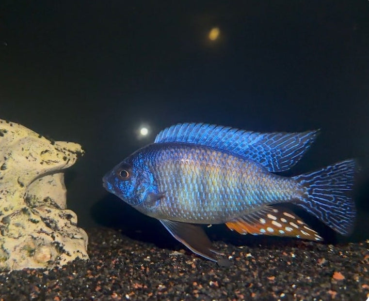F2 Taiwán Reef