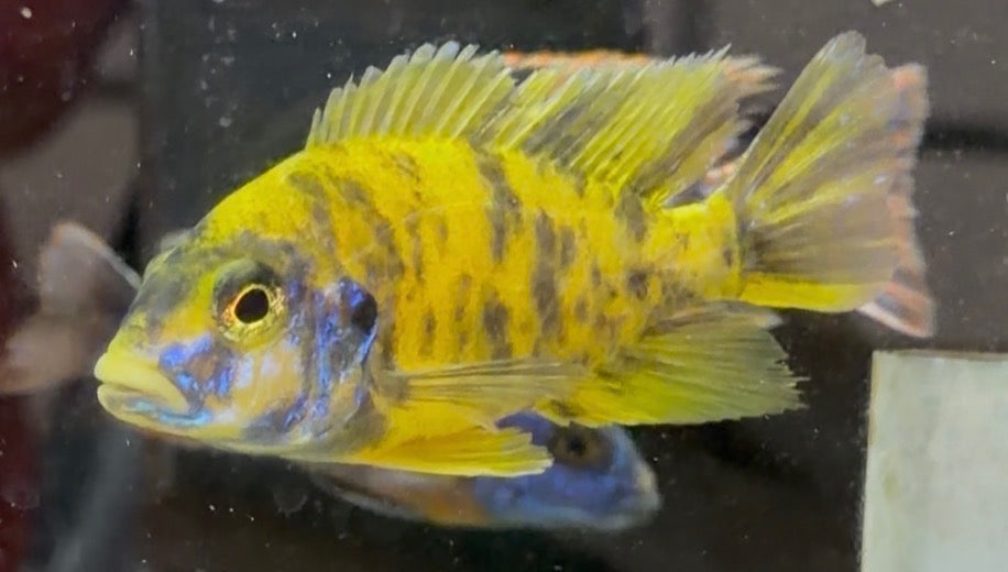 O.B Lwanda (Aulonocara)