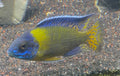 Blue Neón ( Aulonoacara Stuartgranti) “ Chiwindi”