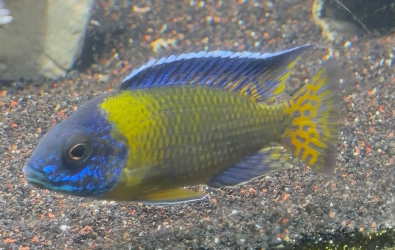 Blue Neón ( Aulonoacara Stuartgranti) “ Chiwindi”