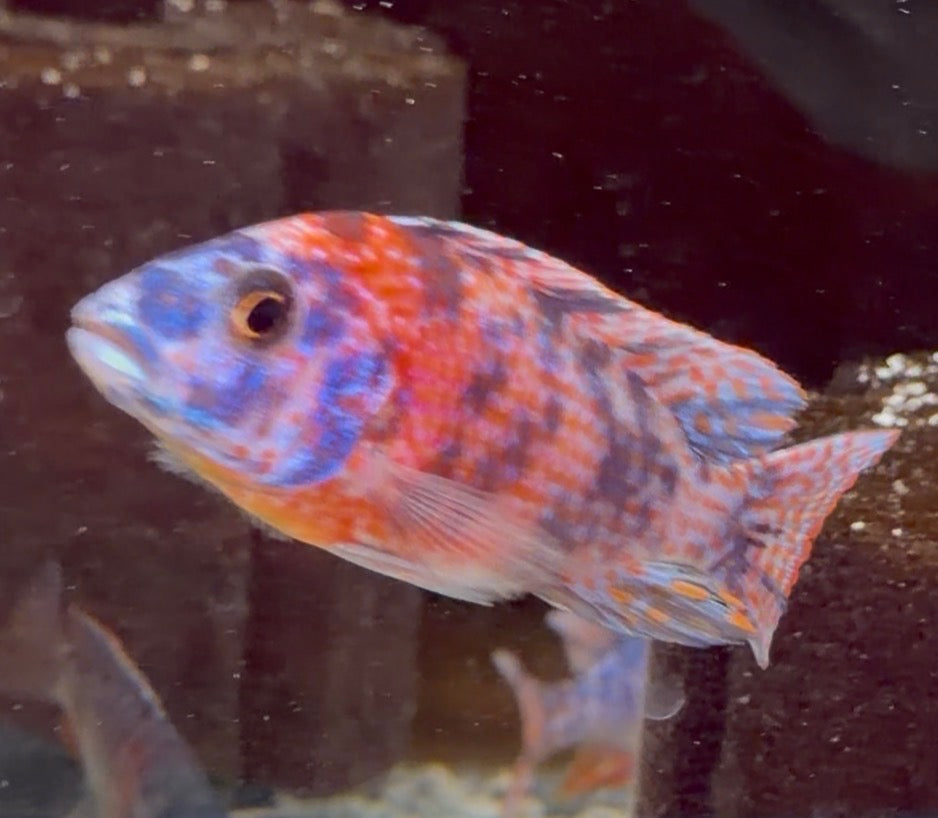 Wuddy O.B (Peacock)