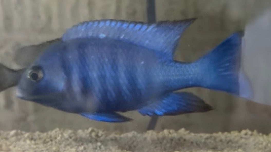 F2 Star Sapphire (Placidochromis sp.) “Phenochilus Tanzania”
