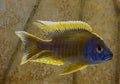 F2 Mamelela Lemon Jake ( Aulonocara Jacobfreibergi)