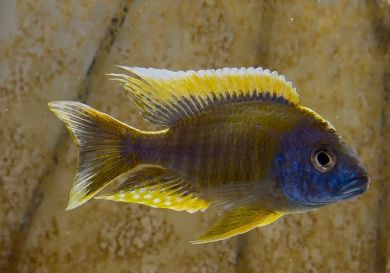 F2 Mamelela Lemon Jake ( Aulonocara Jacobfreibergi)