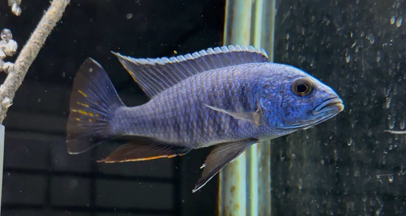 F2 Electric Blue Fryeri (Sciaenochromis Fryeri)