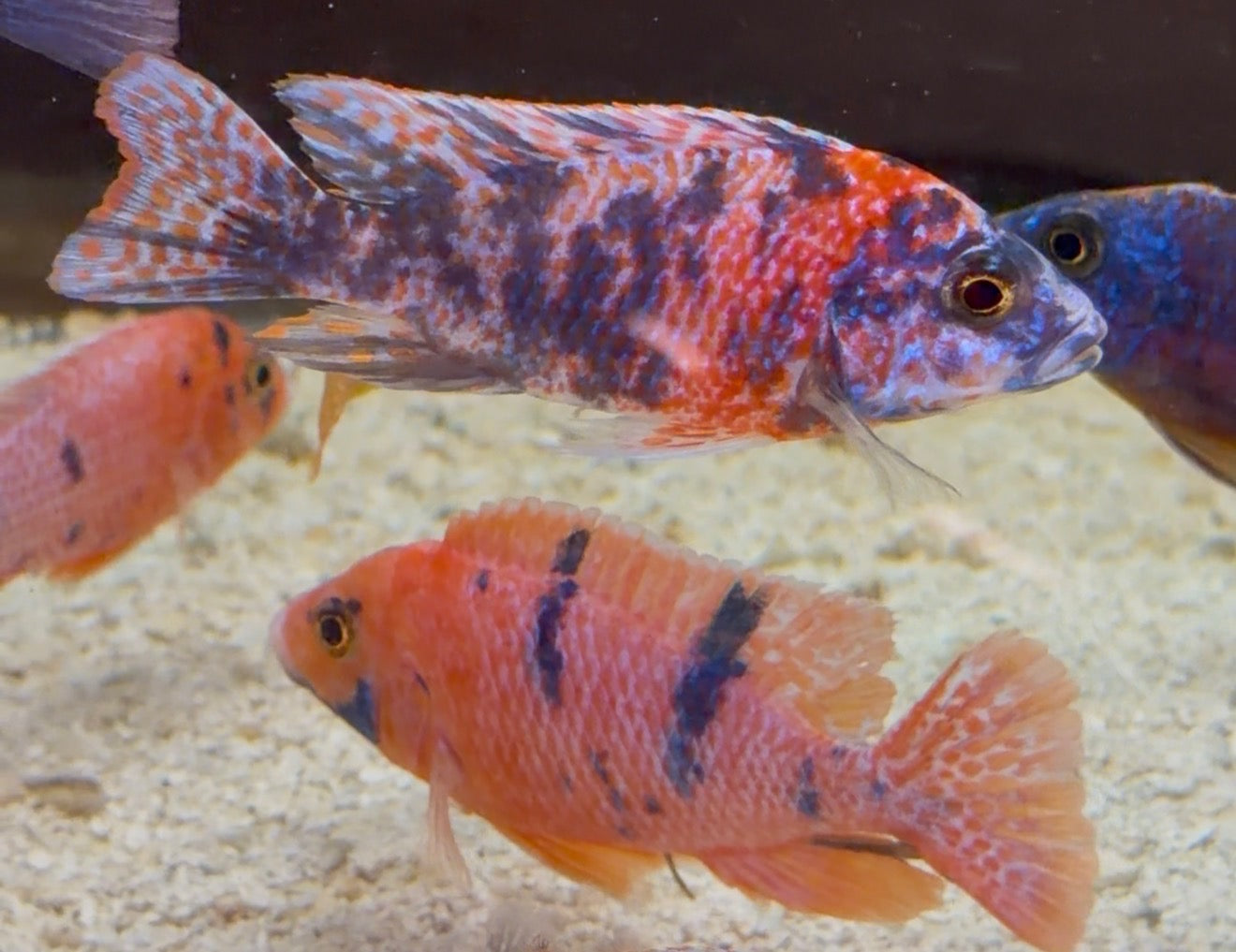 Wuddy O.B (Peacock)