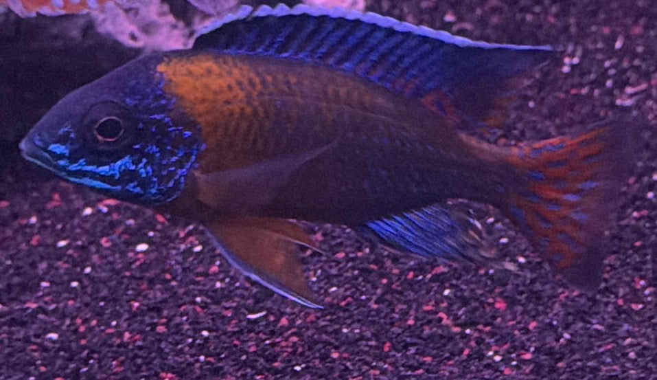 Blue Neón ( Aulonoacara Stuartgranti) “ Chiwindi”