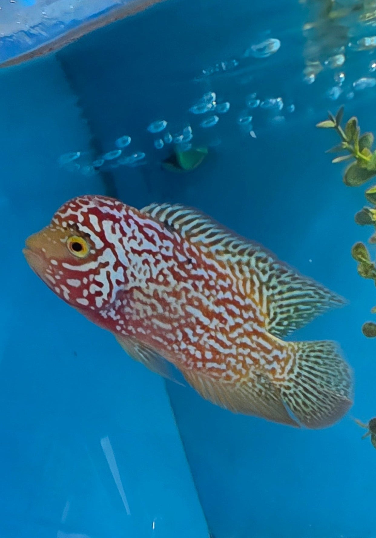 Zhen Zhu Full Pearl Flowerhorn