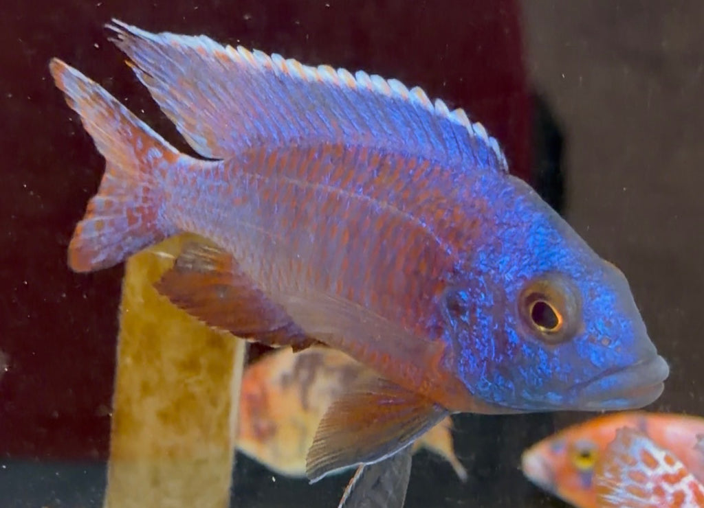 Thai Lace (Aulonocara)