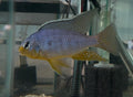 F2 Pombo Rock Yellowchin (Protomelas Taenilatus) “Pombo Reef”