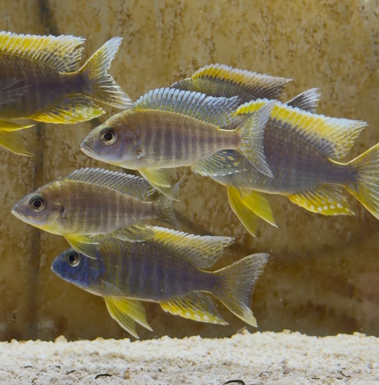 F2 Mamelela Lemon Jake ( Aulonocara Jacobfreibergi)